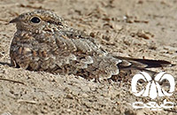 گونه شبگرد مصری Egyptian Nightjar